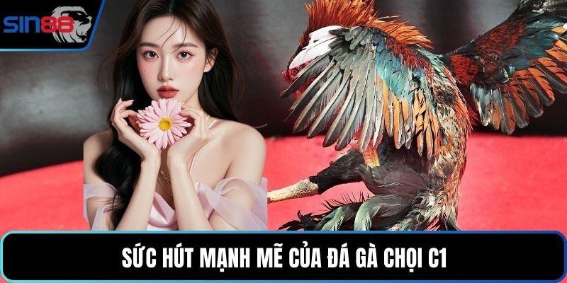 Sức hút mạnh mẽ của đá gà chọi c1